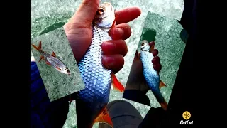 ВОТ ЭТО КЛЁВ😱 на Озере Иткуль!!!ПОСЛЕДНИЙ ЛЁД рыбалка 2019-2020.|Бешаный клёв чебака и окуня!!!