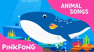 Whoosh, Blue Whale | Blue Whale | Animal Songs | Pinkfong Songs for Children