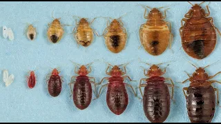 The Life Cycle of a Bed Bug