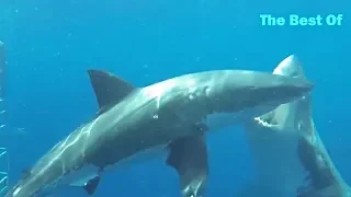 Crazy Shark Attacks (GoPro video)