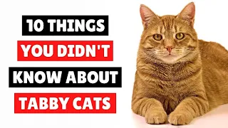 10 Things You Didn't Know About Tabby Cats 😱 CATS 101