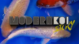 Modern Koi Story 2023 - Neue Koi für Yves