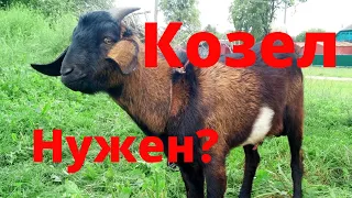 Держать ли козла в хозяйстве? Нужен ли козел? Секреты экономии Проверенный племенной козел