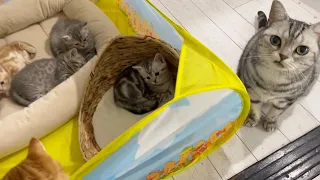 【初公開】赤ちゃん子猫を見守るアメリカンショートヘアのあいちゃん💓