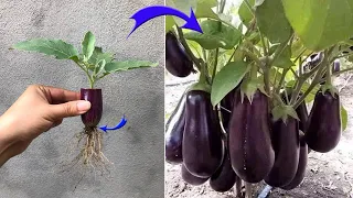 Method of breeding eggplants for quick harvest | Relax Garden