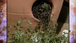 Planting in a Strawberry Pot