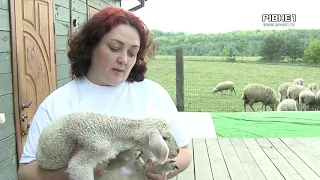 На хуторі без сусідів, але з вівцями: як родина з Рівненщини живе в гармонії з природою