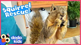 Rescue Squirrel Eats His Brother’s Homework | Rescued! | Dodo Kids