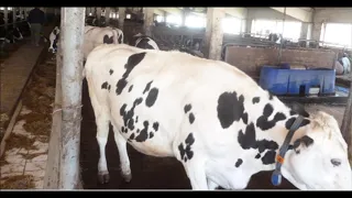 Какие чистые коровы