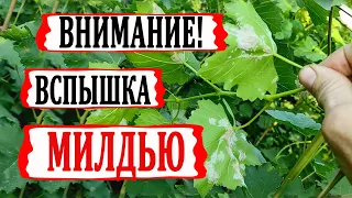 🍇 Внимание! ДОЖДИ! Молниеносная ВСПЫШКА МИЛДЬЮ! Обязательно ЭТО сделайте. Не опоздайте.