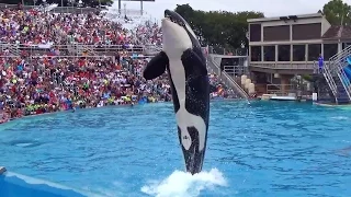 Full One Ocean Show - SeaWorld San Diego Summer 2015