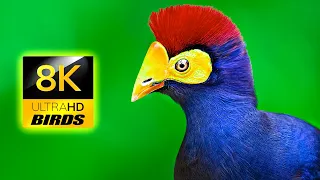 Wild Birds Premium Collection in 8K ULTRA HD / 8K TV