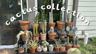 Finishing my Cacti Display! Complete Cacti Collection