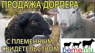 ПРОДАЖА ДОРПЕРА с племенным свидетельством. БеМеМу.