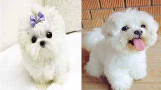 Cutest Maltese puppies! Special Compilation PART 3 | try not to laugh or grin! Funniest dogs ever!