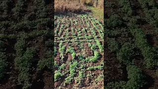 Avoid this MISTAKE when planting cover crops