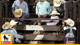 Bronc Riding Rerides - 2023 Wellington Pro Rodeo | Saturday