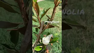 Magnolia Flower ♥️