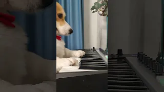 Собачий Вальс🎹😁#shorts