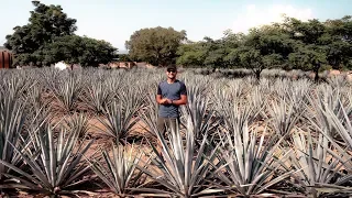 Comment est fabriquée la tequila ?  Reportage Mexique - Julien Explore