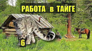 СНЕЖНЫЙ БАРС в КАПКАНЕ ОТПУСТИЛ БАРСА ВОЛК ДЕТЕКТИВ ОХОТА ДОМ в ЛЕСУ ИСТОРИИ из ЖИЗНИ СЕРИАЛ 6