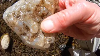 How To Find Beautiful Agates, and Jasper at Greenwater, Wash