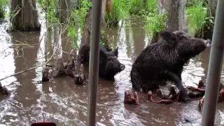 New Orleans wild boar.