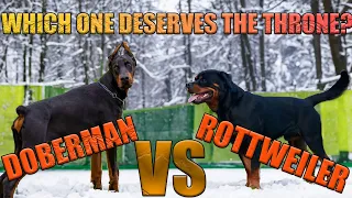 Doberman vs Rottweiler Which Deserves the Throne in the Guarding Arena?