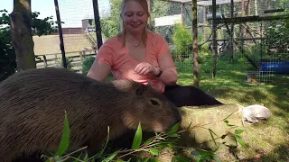 Capybara Experience at Shepreth Wildlife Park