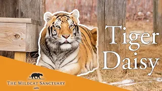WATCH Tigress Daisy, Day 2 || The Wildcat Sanctuary