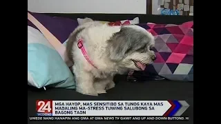 24 Oras: Anti-anxiety wrap, makakatulong pantanggal stress ng mga pet dahil sa paputok