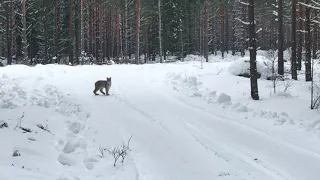 Lodjur i pass på harjakt