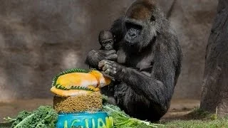 Gorillas Play and Eat Treats to Unveil Reasons For Hope