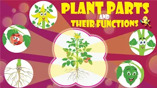 Parts of a Plant and Their Functions for Kids | Root, Stem, Leaf, Flower & Fruit