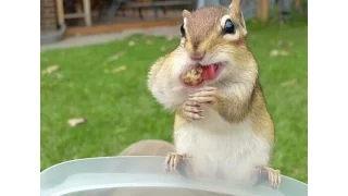 A cute chipmunk eating peanuts