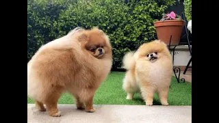 The biggest mistake people make with pomeranian puppies #shorts