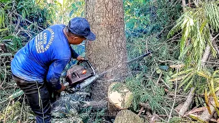 A haunted tree that worries residents‼️It takes guts to take it down