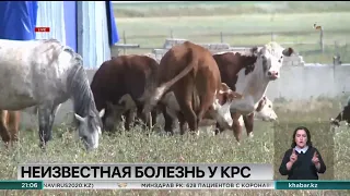 На севере Казахстана массово гибнет КРС