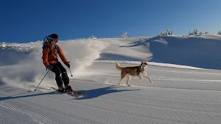 Skiing with my Siberian Husky (Mt. Hood, Oregon)