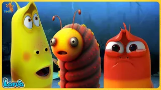 LARVA TUBA: 3 FRIENDS - 3 DIOT | CARTOONS MOVIES 2025 | MINI SERIES FROM ANIMATION