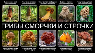 ГРИБЫ СМОРЧКИ И СТРОЧКИ