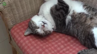 Funny Cats Sleeping in Weird Positions Compilation 2016 HD