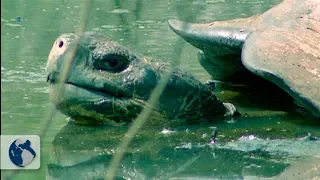 Galapagos Islands: Origin and Life - Full Documentary