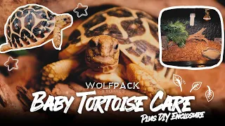 INDIAN STAR TORTOISE CARE + NEW HABITAT for MOTHER and BABIES  | Wolfpack Exotics