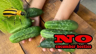 Cucumber beetle control organic