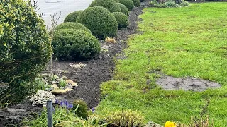 Как создавалась живая изгородь в нашем саду 👌 Mein Garten 🌱 Ilex crenata „Glorie Dwarf“