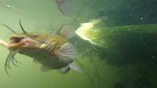 FISHING.CHANNEL CATFISH.GREEN LAKE