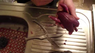 как разделать куропатку, потрошение.how to butcher agrey partridge, Eviscerate