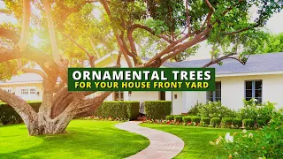 10 Best Ornamental Trees For Front Yard 🌲🏠🌳