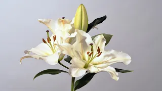 White lily flowers opening time lapse. Then stamens split open to release pollen. Lilium 4K